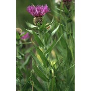 centaurea nervosa willd.