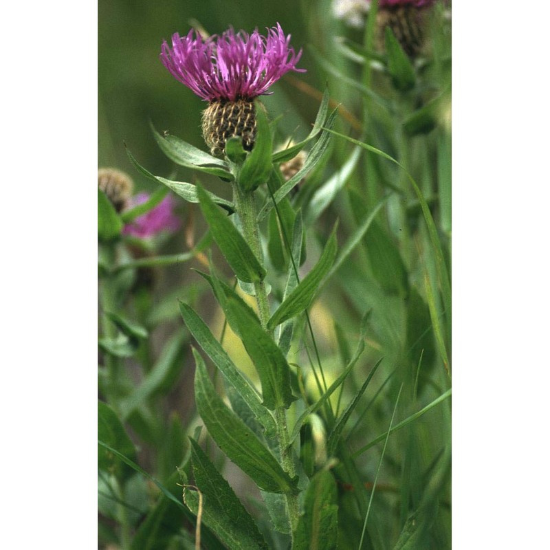 centaurea nervosa willd.