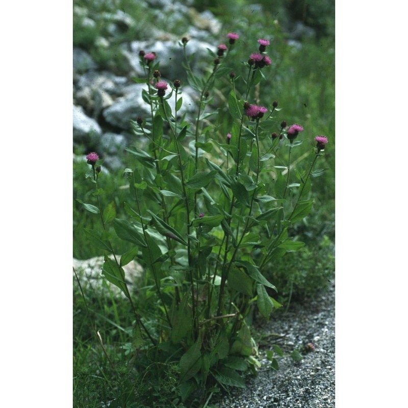 centaurea nigra l.