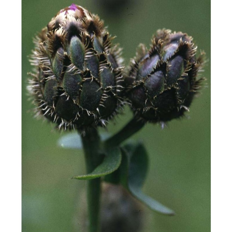 centaurea nigra l.