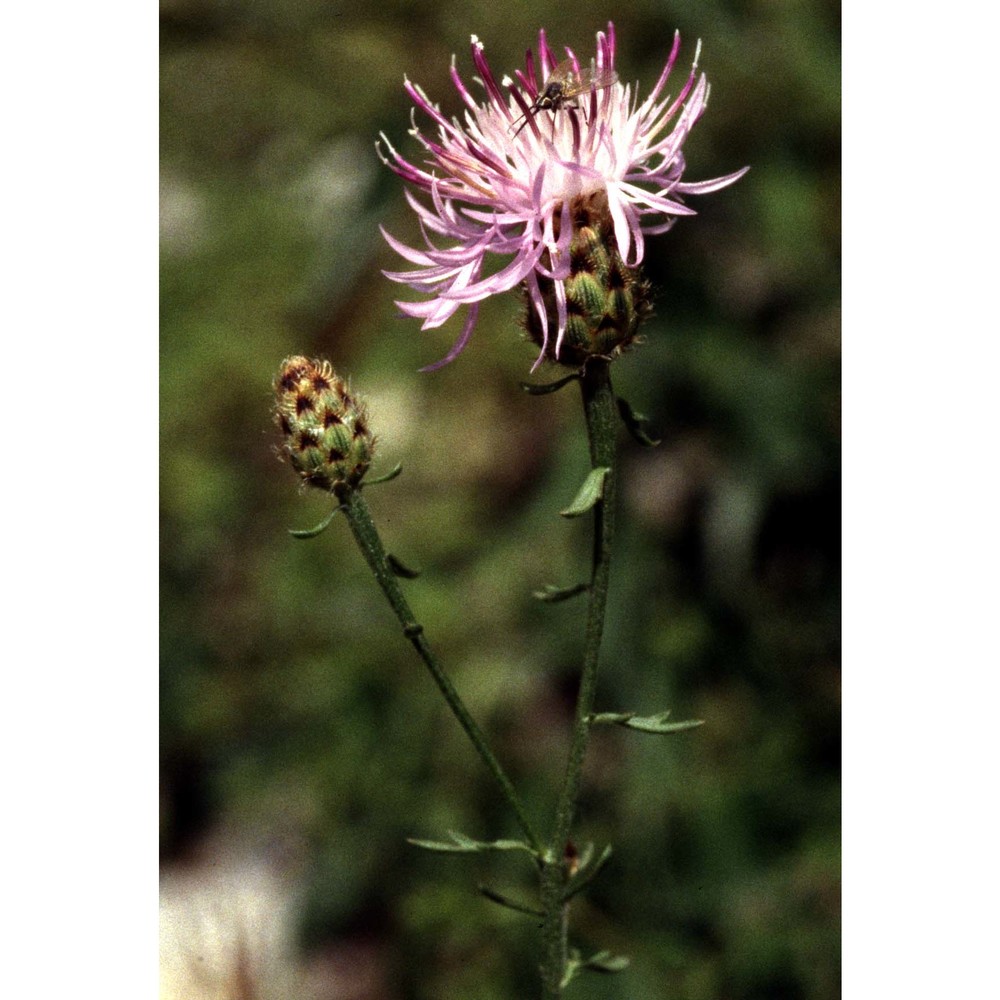 centaurea paniculata l. subsp. paniculata