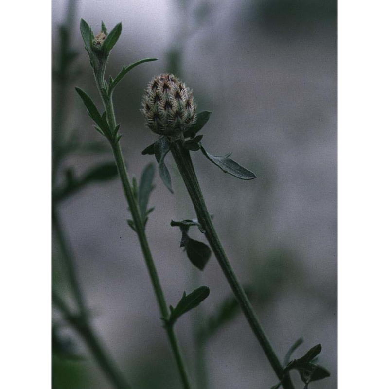 centaurea paniculata l. subsp. paniculata