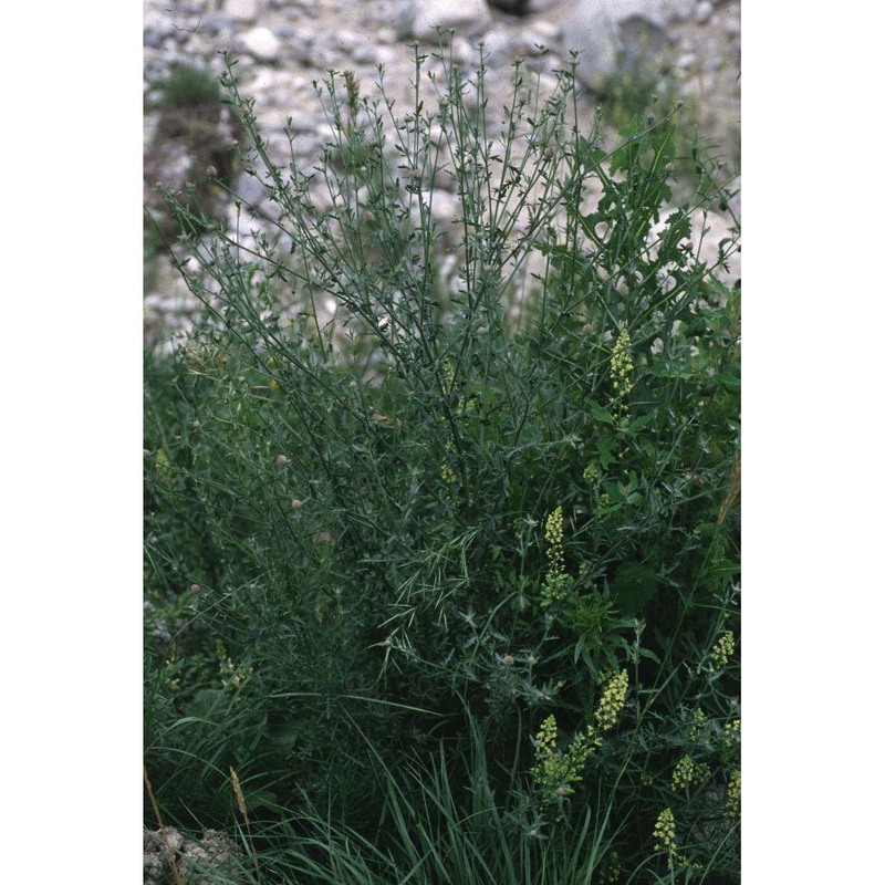 centaurea paniculata l. subsp. paniculata