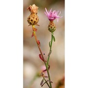 centaurea paniculata l. subsp. paniculata