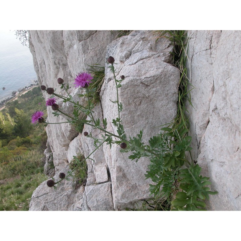 centaurea panormitana lojac.