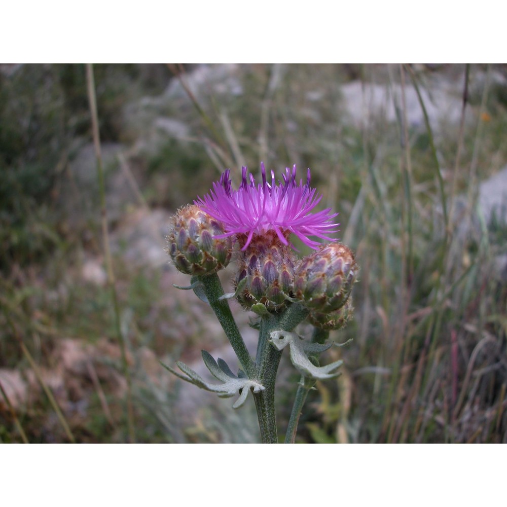 centaurea panormitana lojac.