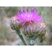 centaurea panormitana lojac.