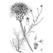 centaurea parlatoris heldr.