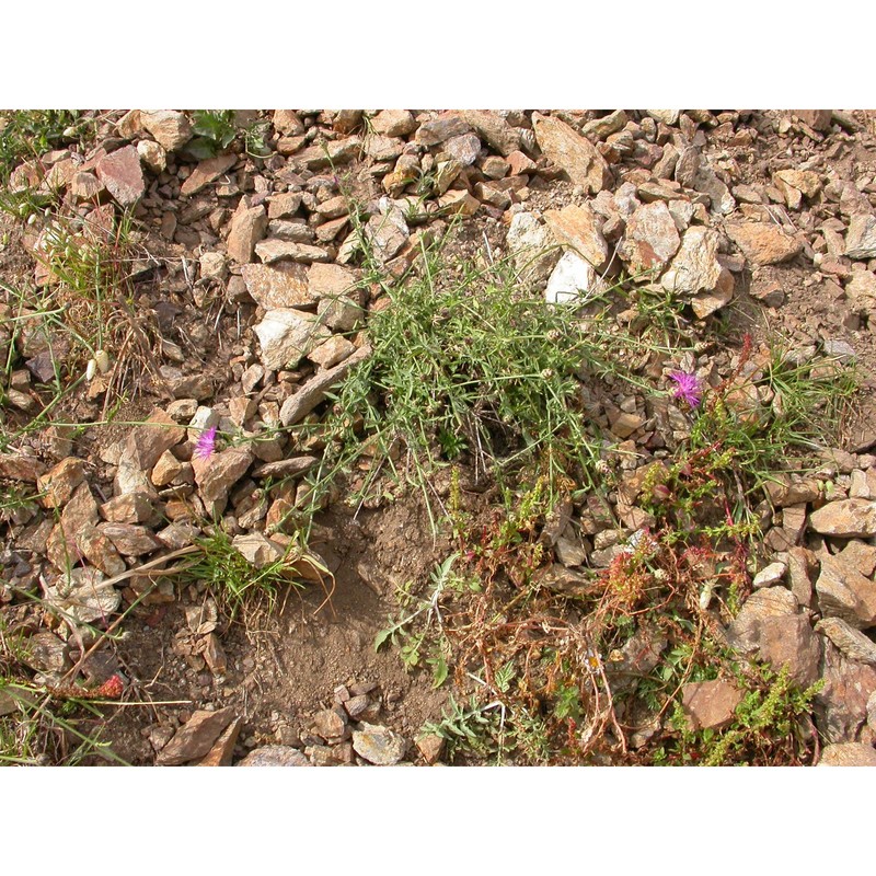 centaurea parlatoris heldr.