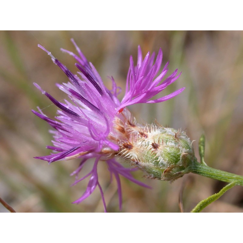 centaurea parlatoris heldr.