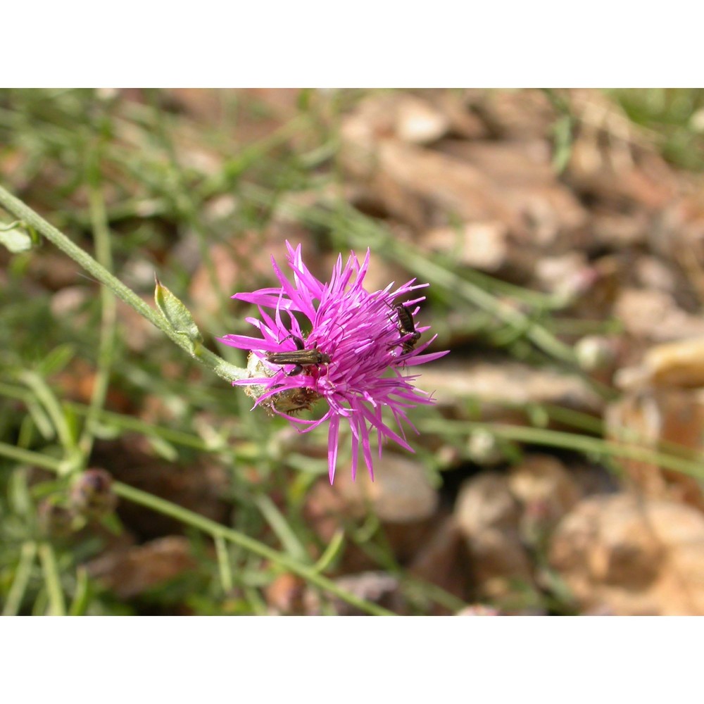 centaurea parlatoris heldr.