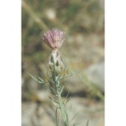 centaurea pentadactyli brullo, scelsi et spamp.