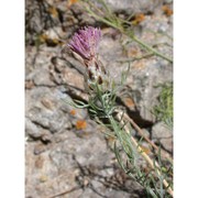 centaurea pentadactyli brullo, scelsi et spamp.