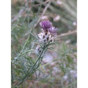 centaurea pentadactyli brullo, scelsi et spamp.