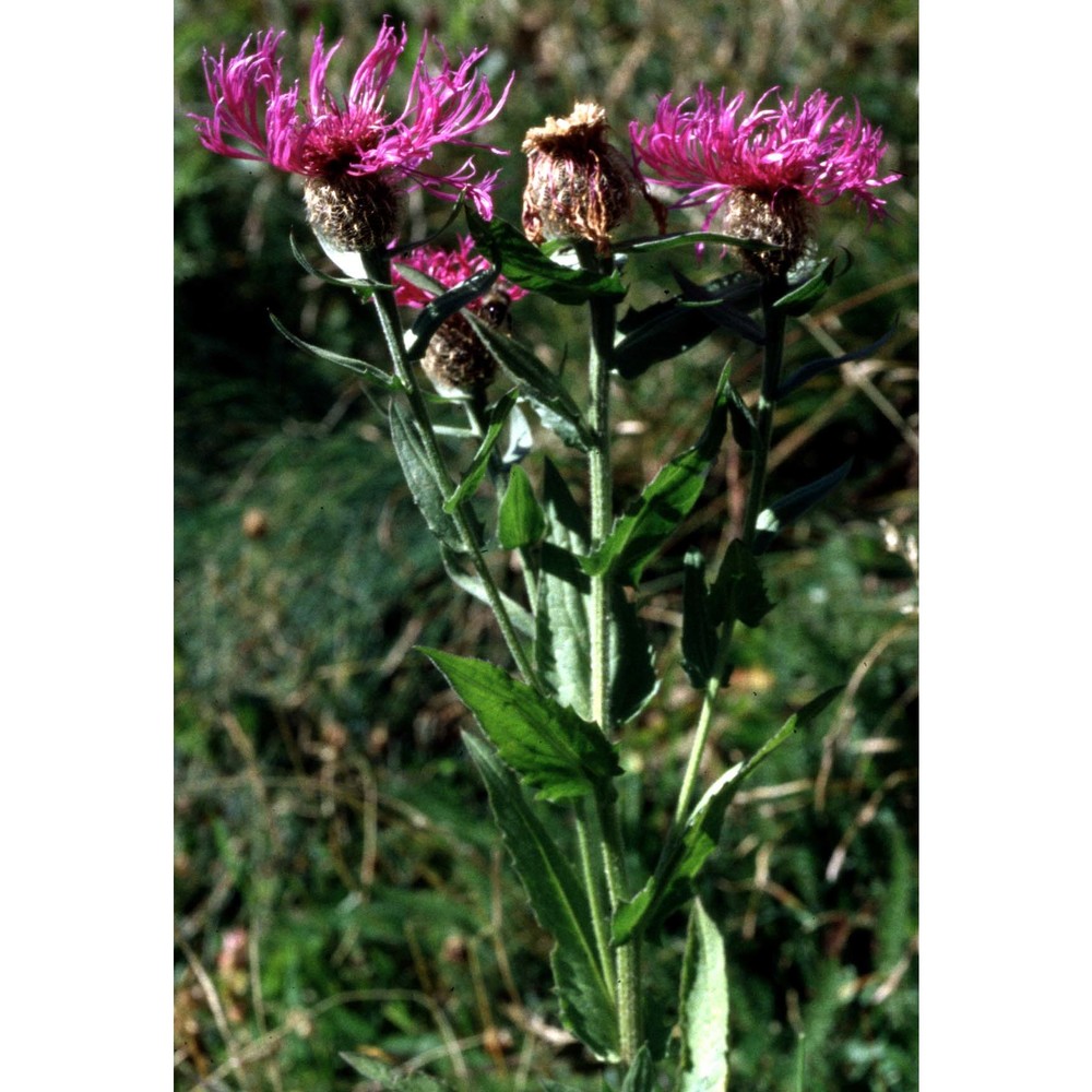 centaurea phrygia l.