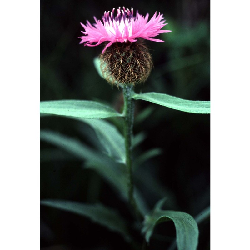 centaurea phrygia l.