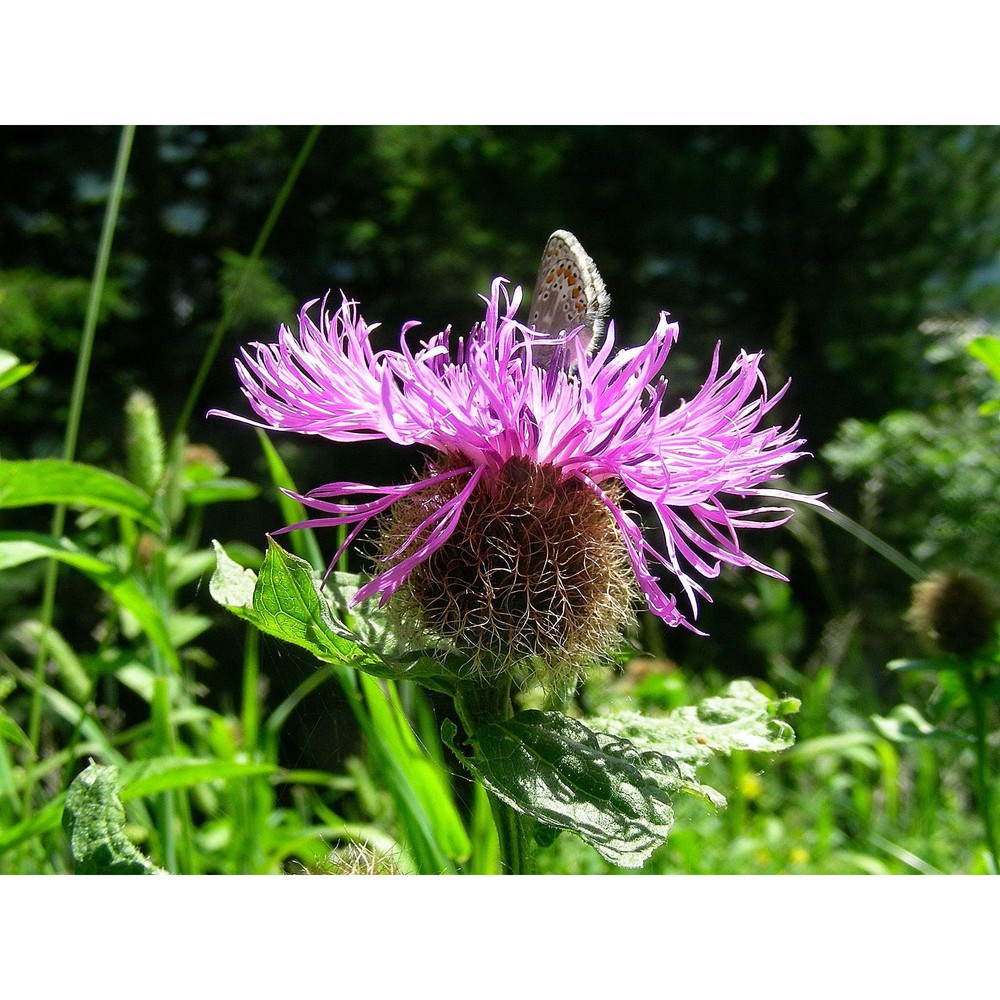 centaurea phrygia l.