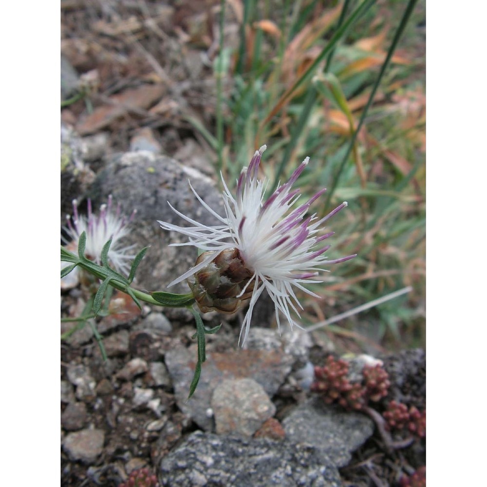 centaurea poeltiana puntillo