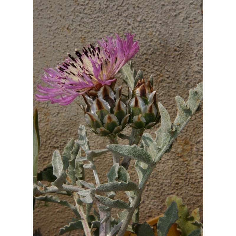 centaurea pumilio l.