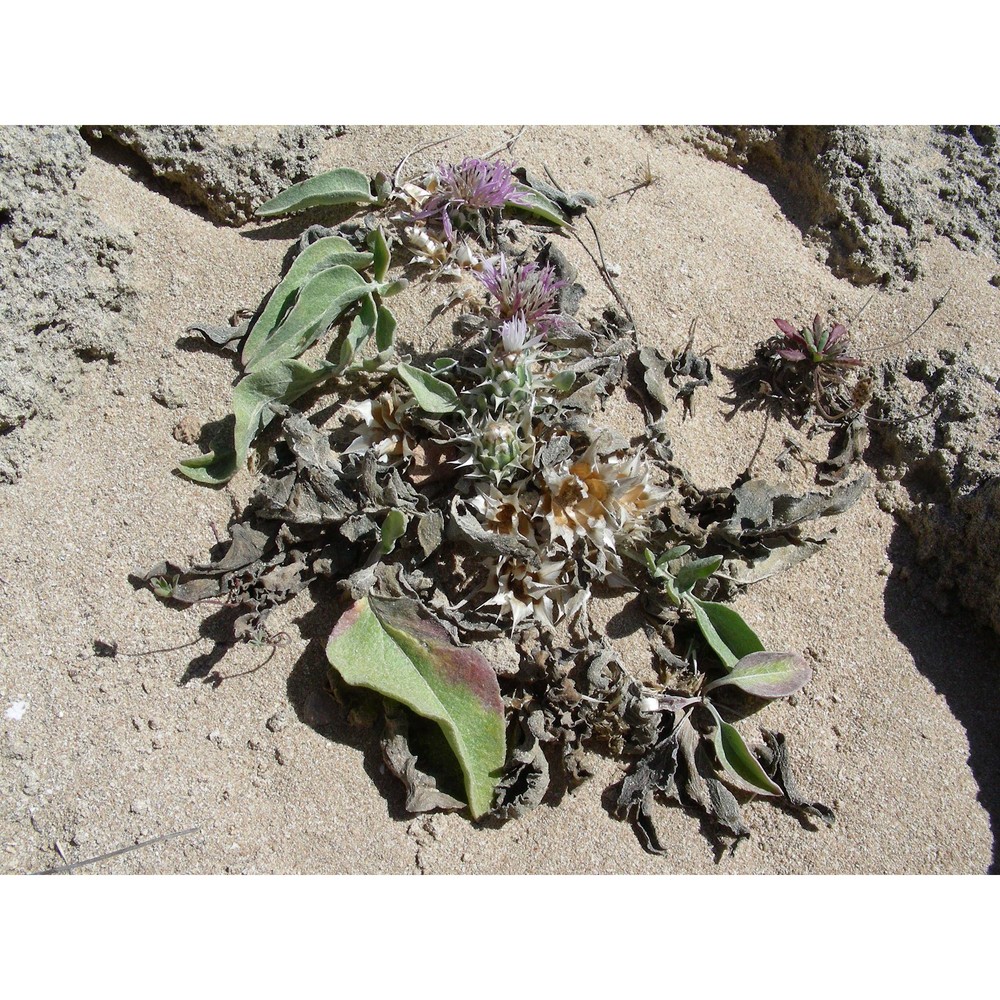 centaurea pumilio l.