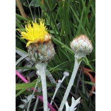 centaurea ragusina l. subsp. ragusina