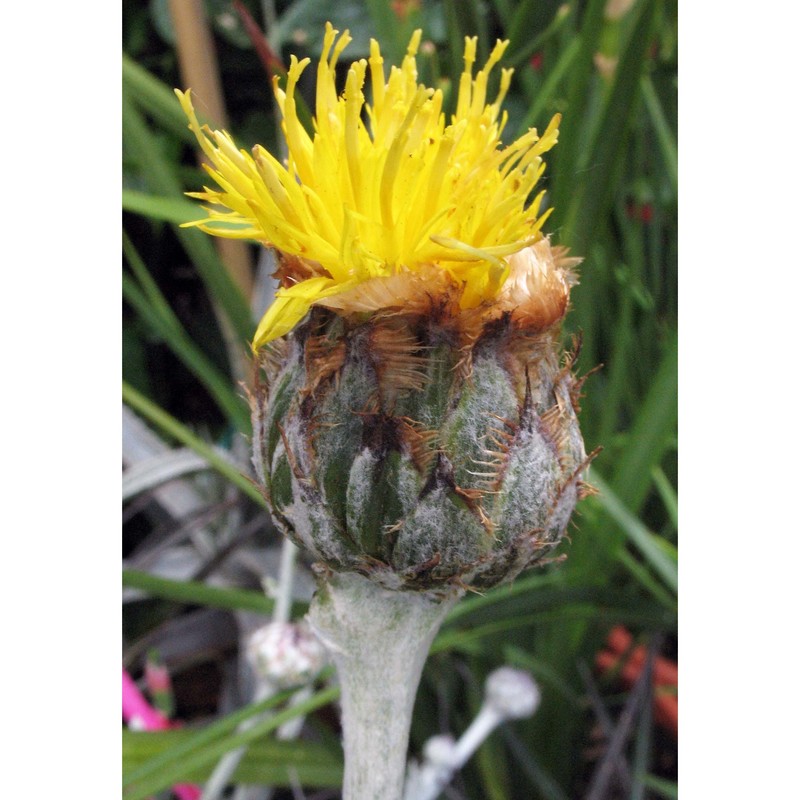 centaurea ragusina l. subsp. ragusina