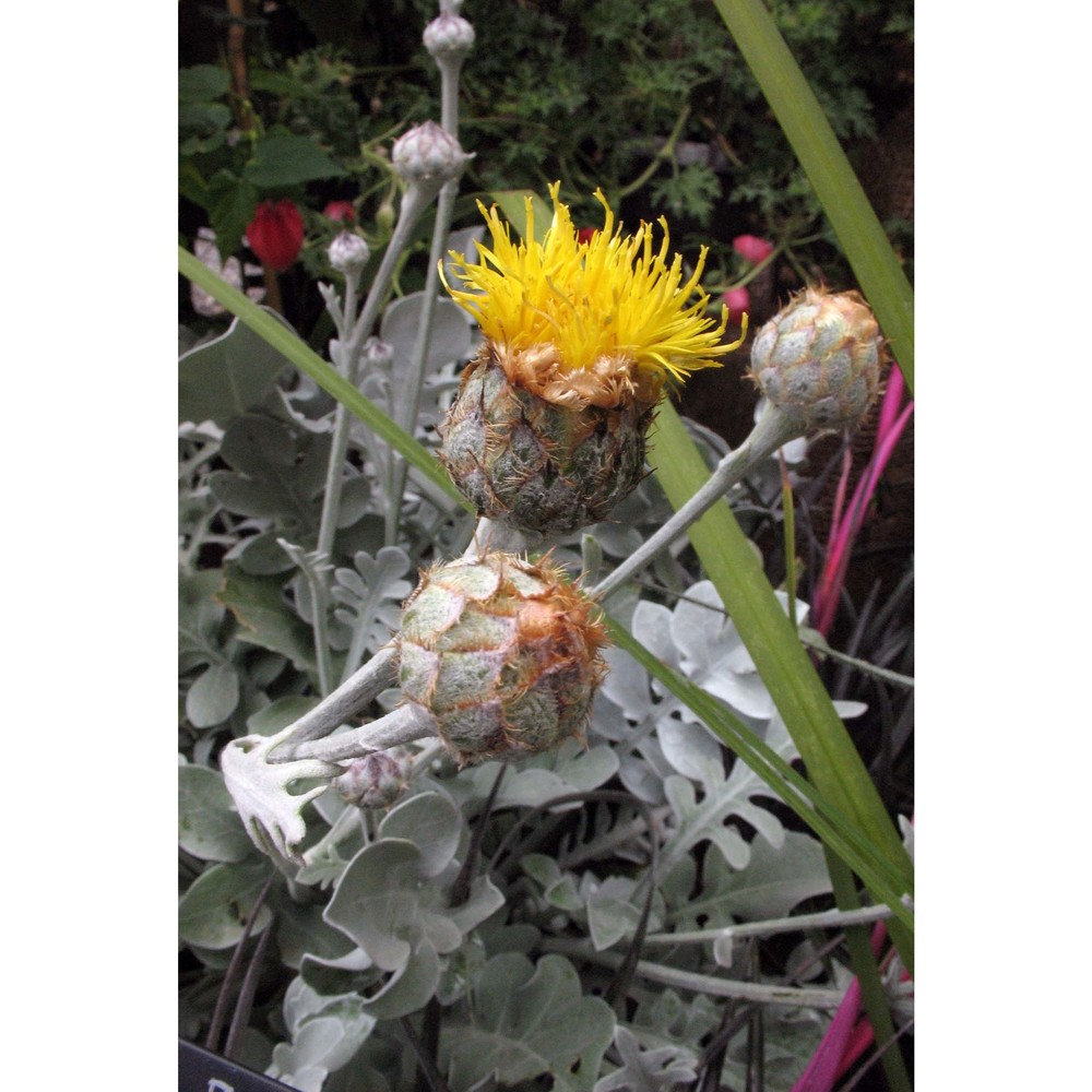 centaurea ragusina l. subsp. ragusina