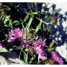 centaurea rhaetica moritzi