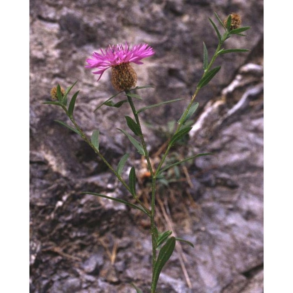 centaurea rhaetica moritzi