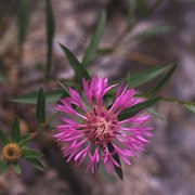 centaurea rhaetica moritzi