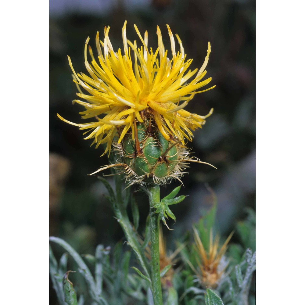 centaurea rupestris l.