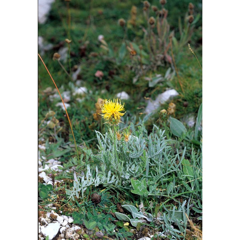 centaurea rupestris l.