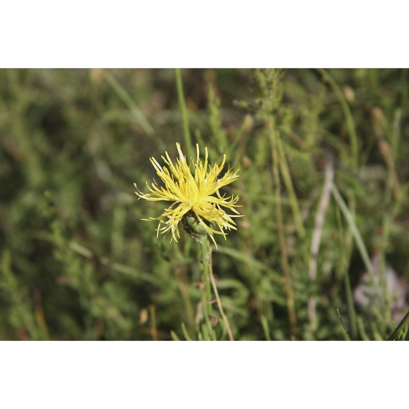 centaurea rupestris l.