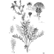 centaurea saccensis raimondo, bancheva et ilardi