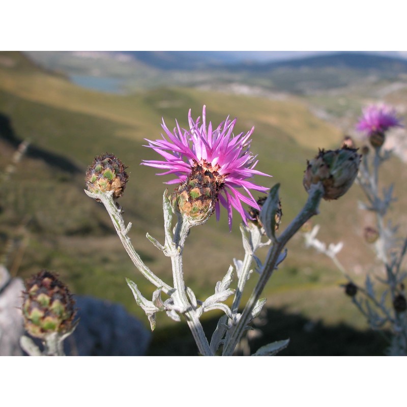 centaurea saccensis raimondo, bancheva et ilardi