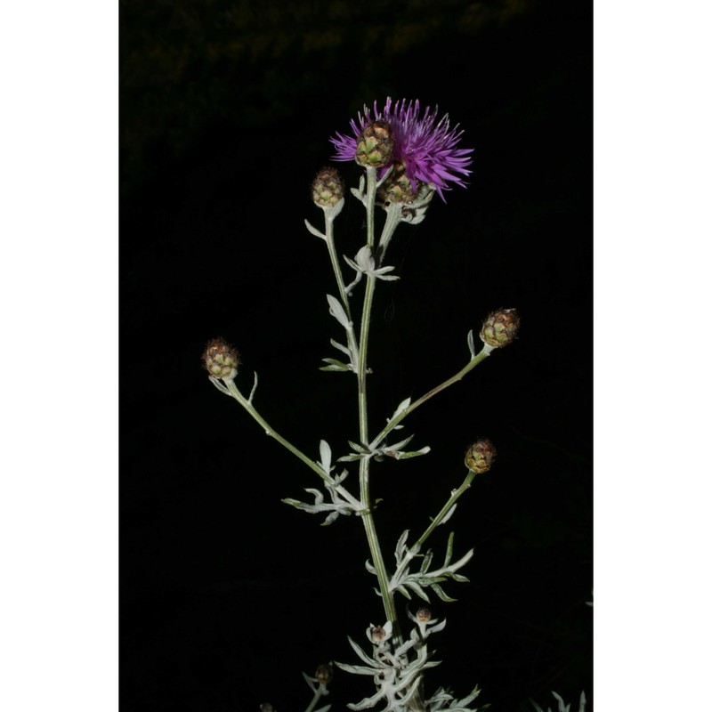 centaurea saccensis raimondo, bancheva et ilardi