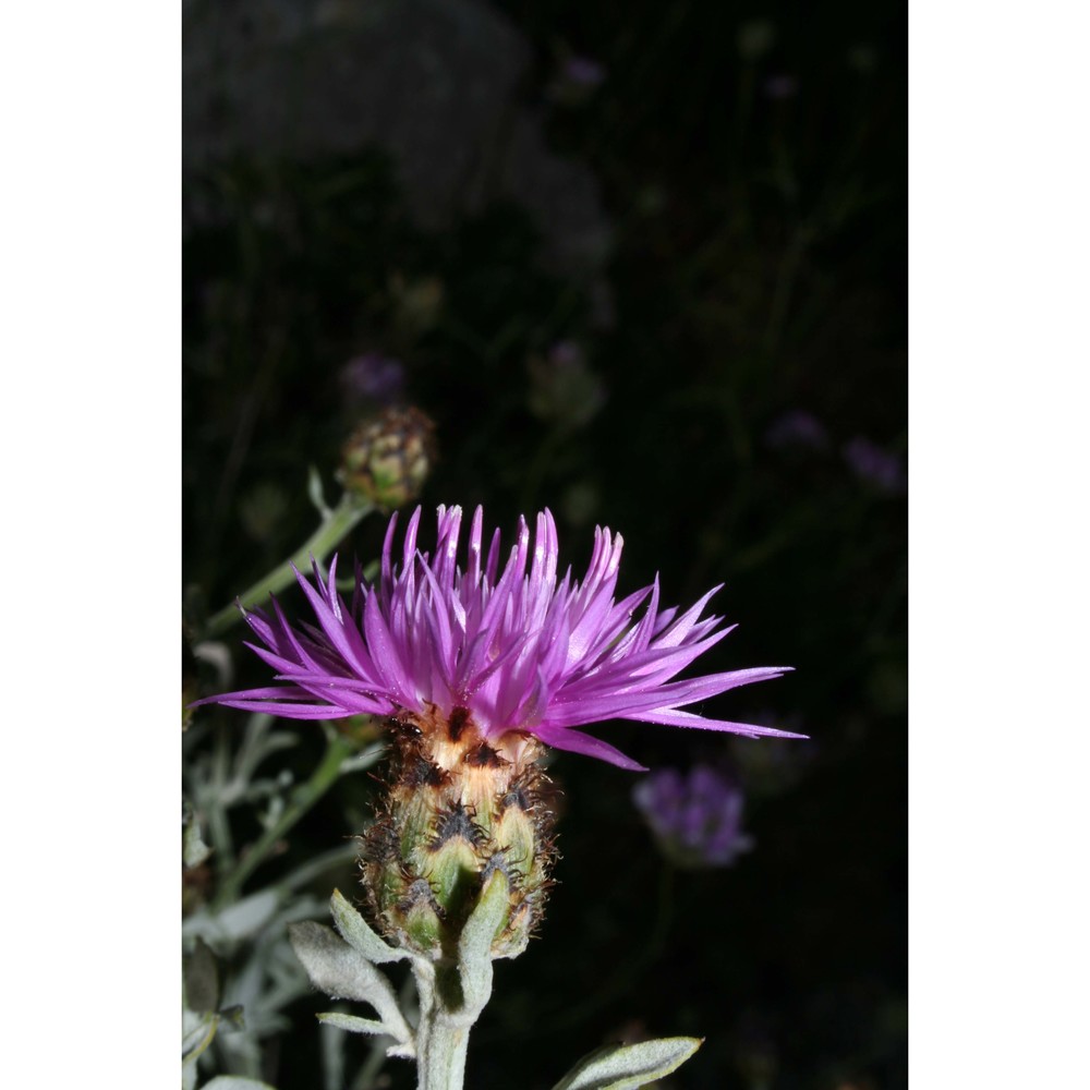 centaurea saccensis raimondo, bancheva et ilardi