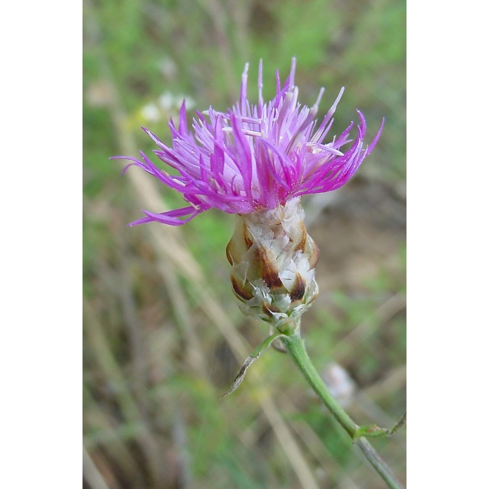 centaurea sarfattiana brullo, gangale et uzunov