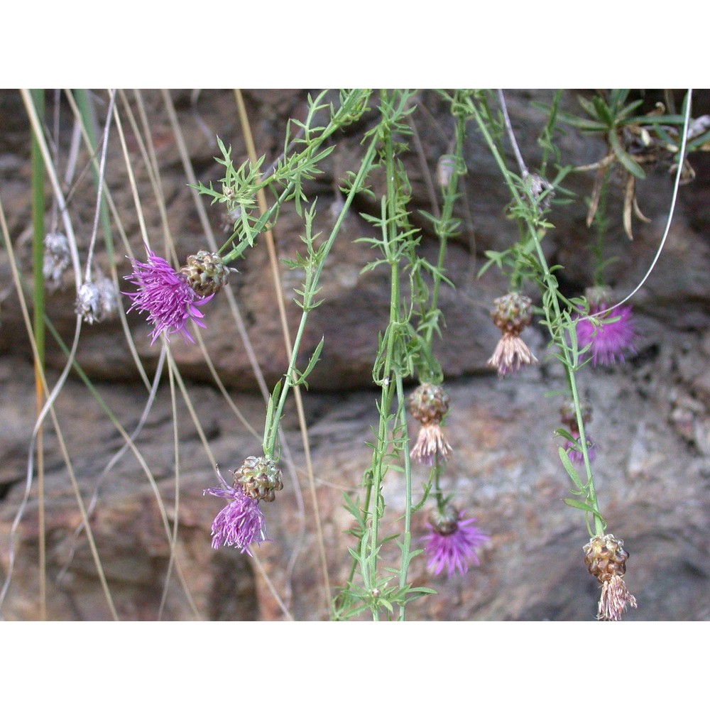 centaurea scillae brullo