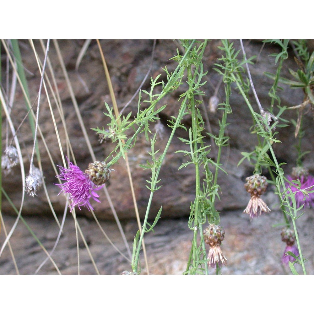 centaurea scillae brullo