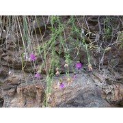 centaurea scillae brullo