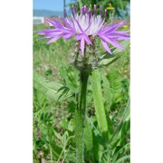 centaurea seridis l. subsp. sonchifolia (l.) greuter