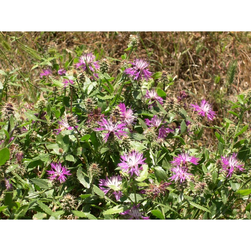 centaurea seridis l. subsp. sonchifolia (l.) greuter