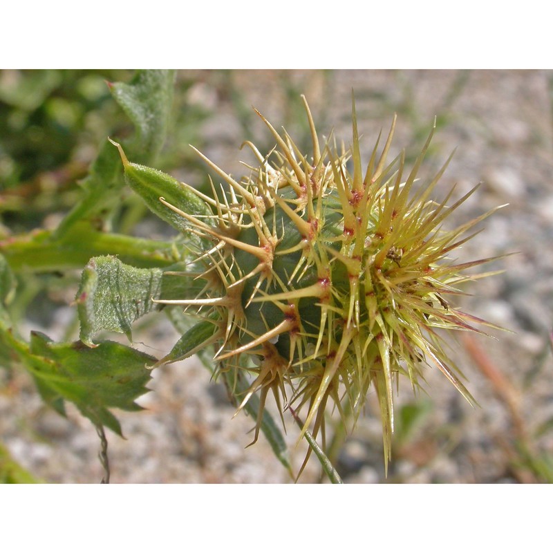 centaurea seridis l. subsp. sonchifolia (l.) greuter