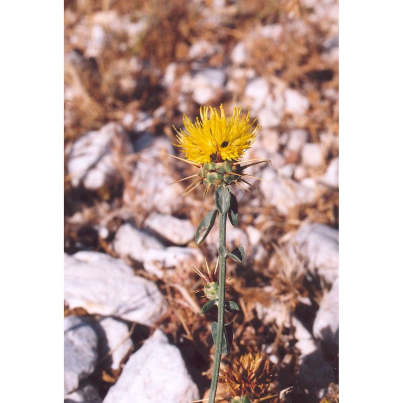 centaurea sicula l.