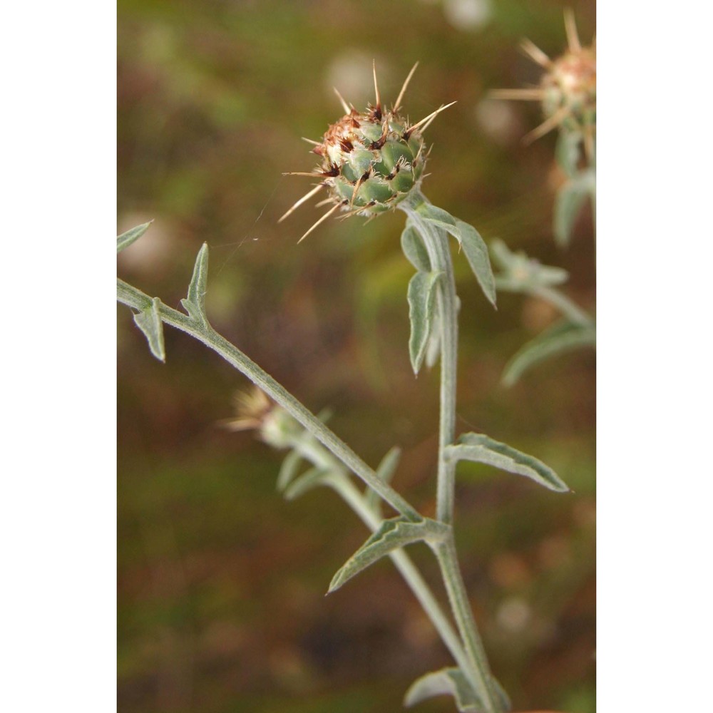 centaurea sicula l.