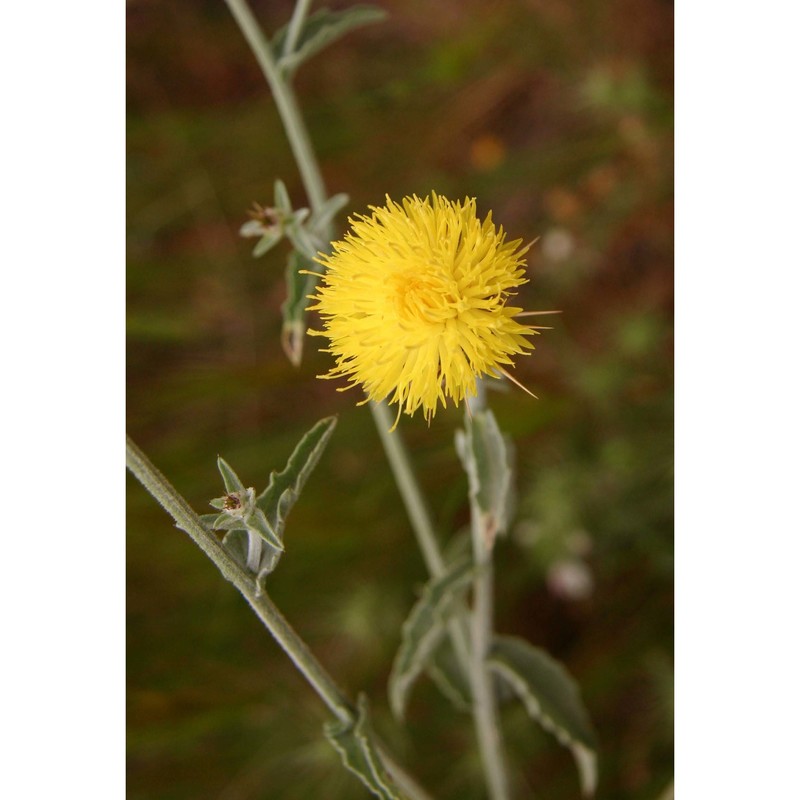 centaurea sicula l.