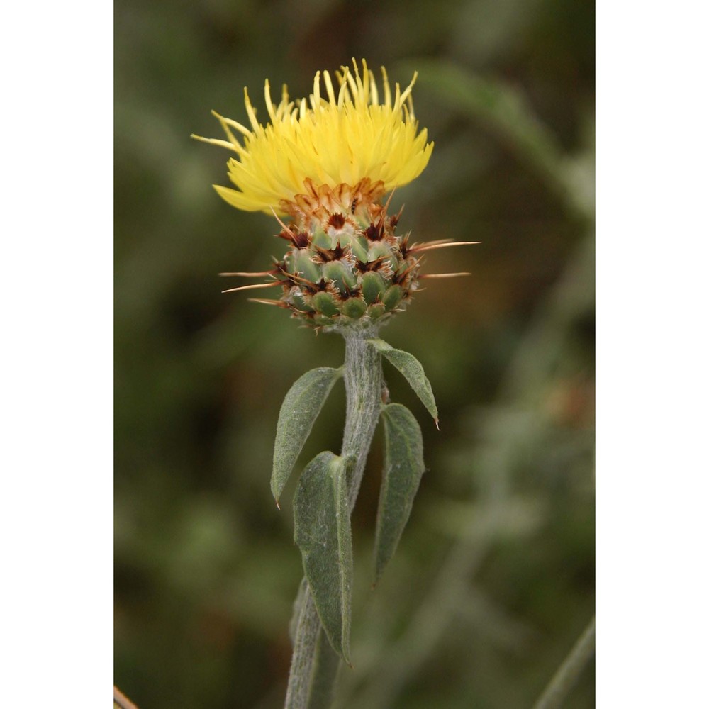 centaurea sicula l.