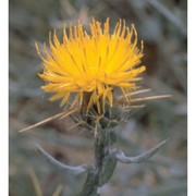 centaurea solstitialis l.