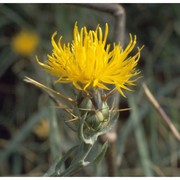 centaurea solstitialis l.